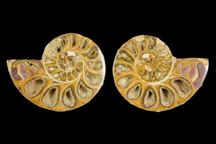 Cut & Polished Agatized Ammonite Fossil- Jurassic #131670